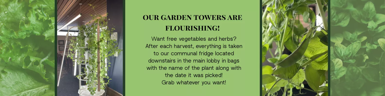 Our garden tower is growing. This shows our hydroponic garden with green flourishes